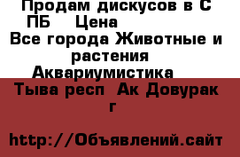 Продам дискусов в С-ПБ. › Цена ­ 3500-4500 - Все города Животные и растения » Аквариумистика   . Тыва респ.,Ак-Довурак г.